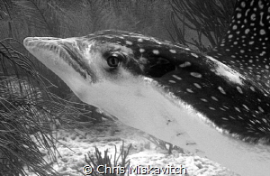 Spotted Eagle Ray; taking a closer look. by Chris Miskavitch 